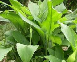 Harida - Trifala, Wound Ulcer, Leprosy, Inflammation, Cough. - Bite And Diet