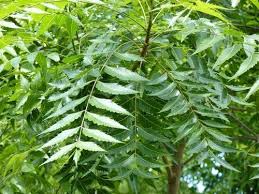 Neem - Sedative, Analgesic, Epilepsy, Hypertensive. - Bite And Diet