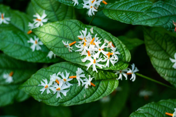 Parijat/ Harisringaar leaves helps to reduce Sciatica pain